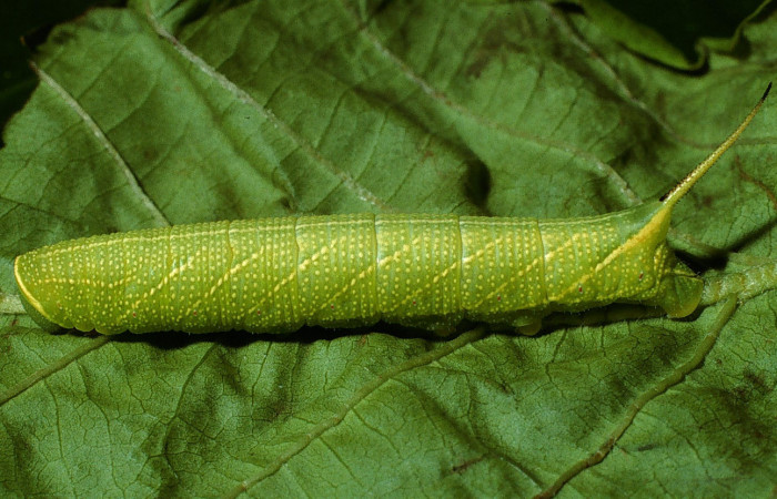 Fig.07. Larva <i>Perigonia lusca</i></i> (Sphingidae), penúltimo estadío, vista lateral, 31mm de longitud. Voucher: 03-SRNP-2917-DHJ71901.jpg.
