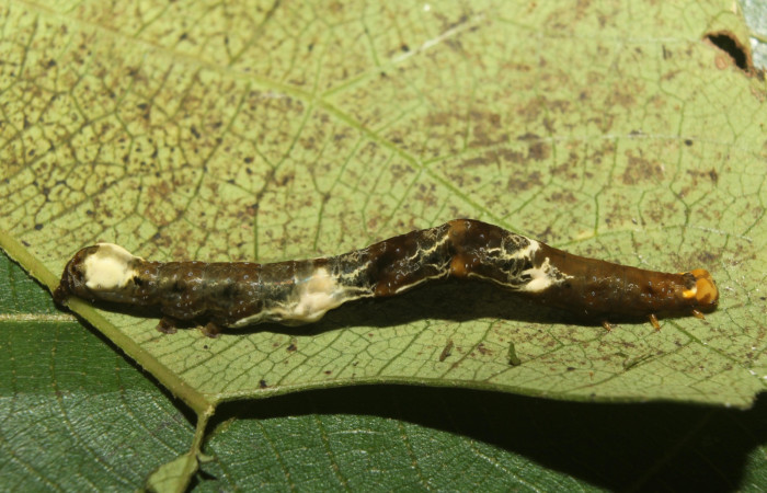 Fig. 11 Larva <i>Prorifrons tremula</i></i> (Lasiocampidae), mide 125mm. Sendero Nacho, sector Pitilla, 710m. 07-SRNP-32636-DHJ421723.