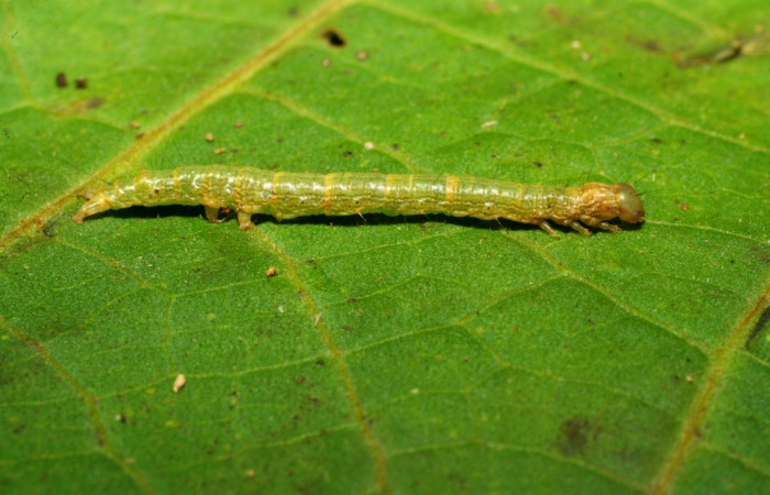 Fig. 4 Larva <i>Prorifrons nox</i></i> (Lasiocampidae), mide 26mm. Casa Fran, Sector Cacao, 1140m. 03-SRNP-3664-DHJ400441.
