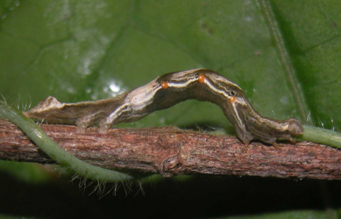 Fig. 6 Larva <i>Prorifrons nox</i></i> (Lasiocampidae), mide 52mm. Casa Fran, Cacao, 1140m. 03-SRNP-3664-DHJ400445.