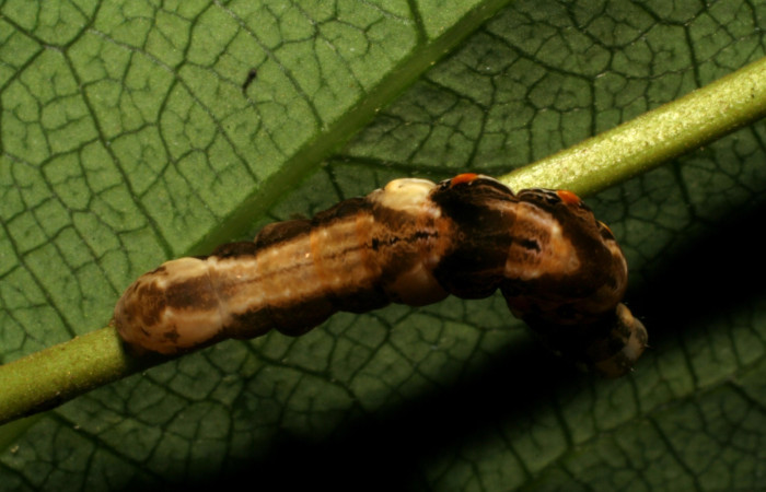 Fig. 7 Larva <i> Prorifrons nox</i></i> (Lasiocampidae), mide 52mm. Casa Fran, sector Cacao, 1140m. 20-SRNP-37514-DHJ771588.jpg