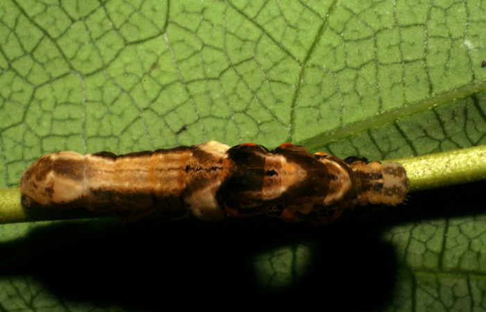 Fig. 8 Larva <i> Prorifrons nox</i></i> (Lasiocampidae), mide 52mm. Casa Fran, sector Cacao, 1140m. 20-SRNP-37514-DHJ771589.jpg