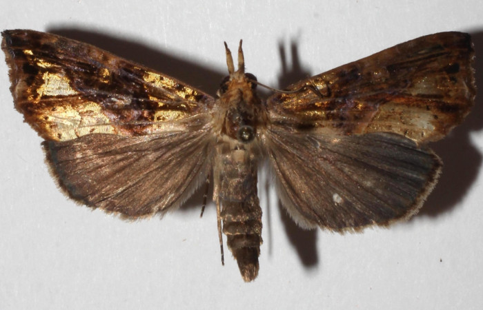 Fig. 9 Adulto <i>Prorifrons tremula</i></i> (Lasiocampidae), mide 52mm. Casa Fran, sector Cacao, 1140m. 95-SRNP-6065-DHJ319368.Fig.