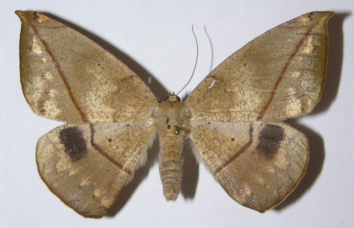 Figura 14. Adulto <i>Oxydia peosinata</i></i> (Geometridae),posición dorsal. 05-SRNP-45885-DHJ324822.
