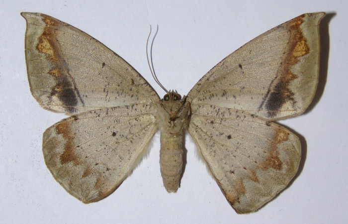Figura 15. Adulto <i>Oxydia peosinata</i></i> (Geometridae), posición ventral. 05-SRNP-45885-DHJ324822.