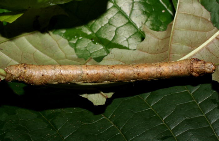 Figura 7. Larva <i>Oxydia peosinata</i></i> (Geometridae), posición dorsal, en la hoja de la planta <i>Coccoloba tuerckheimii</i></i> (Polygonaceae). 13-SRNP-21080-DHJ493595.jpg.
