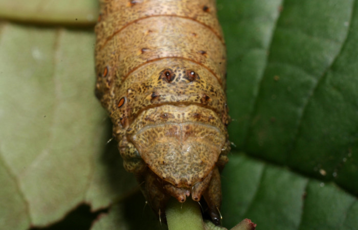 Figura 8. Larva <i>Oxydia peosinata</i></i> (Geometridae), posición cola, en la hoja de la planta <i>Coccoloba tuerckheimi</i></i>i (Polygonaceae). 13-SRNP-21080-DHJ493596.jpg.