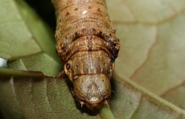 Figura 9. Larva <i>Oxydia peosinata</i></i> (Geometridae), posición cabeza, en la hoja de la planta <i>Coccoloba tuerckheimii</i></i> (Polygonaceae). 13-SRNP-21080-DHJ493597.jpg.
