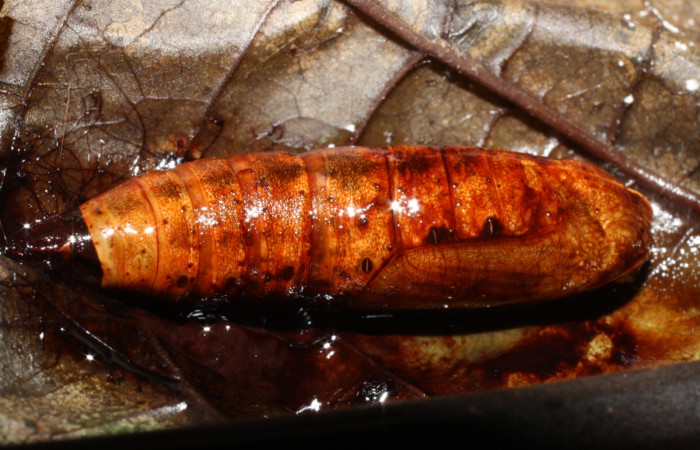 Figura 13. Pupa <i>Oxydia peosinata</i></i> (Geometridae), 13-SRNP-21080-DHJ493602.jpg.
