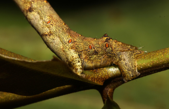 Figura 2. Larva <i>Oxydia peosinata</i></i> (Geometridae), posición cola, en la hoja de la planta <i>Alfaroa guanacastensis</i></i> (Juglandaceae). 13-SRNP-30625-DHJ700747.jpg.