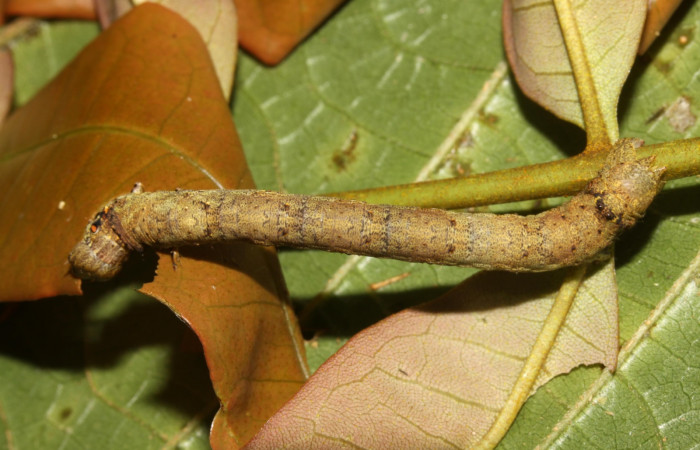 Figura 3. Larva <i>Oxydia peosinata</i></i> (Geometridae), posición dorsal, en la hoja de la planta <i>Alfaroa guanacastensis</i></i> (Juglandaceae). 13-SRNP-30625-DHJ700748.jpg.