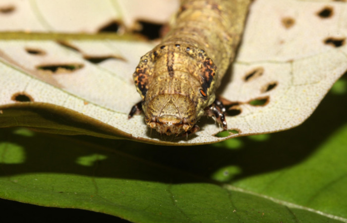 Figura 5. Larva <i>Oxydia peosinata</i></i> (Geometridae), posición cabeza, en la hoja de la planta <i>Alfaroa guanacastensis</i></i> (Juglandaceae). 13-SRNP-30625-DHJ700754.jpg.