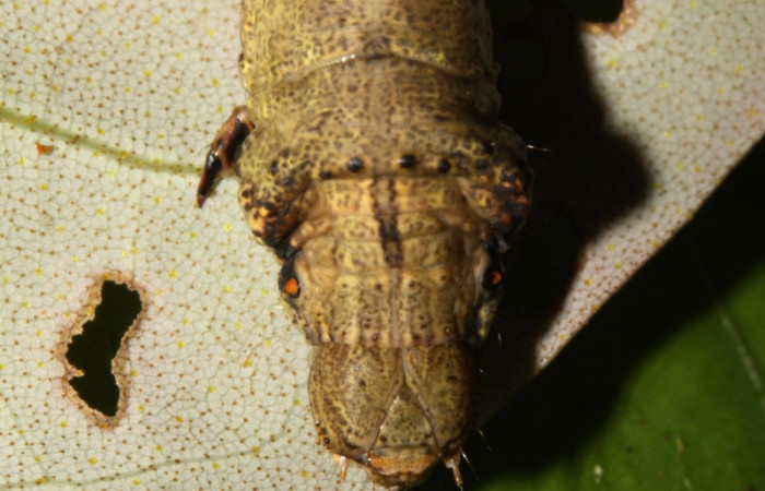 Figura 4. Larva <i>Oxydia peosinata</i></i> (Geometridae), posición cabeza, en la hoja de la planta <i>Alfaroa guanacastensis</i></i> (Juglandaceae). 13-SRNP-30625-DHJ700753.jpg.
