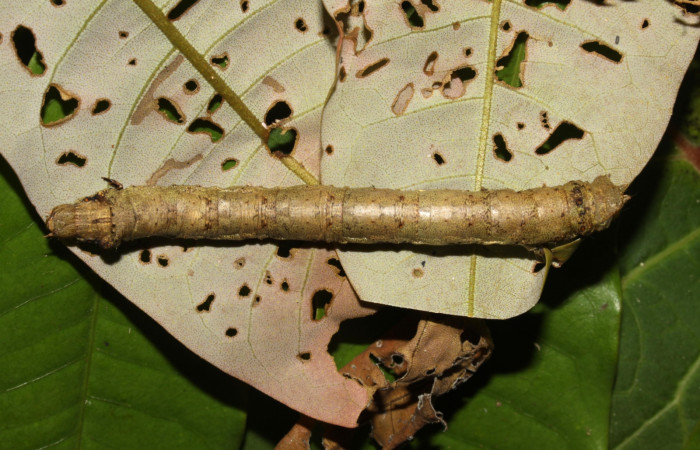 Figura 6. Larva <i>Oxydia peosinata</i></i> (Geometridae), posición dorsal, en la hoja de la planta <i>Alfaroa guanacastensis</i></i> (Juglandaceae). 13-SRNP-30625-DHJ700757.jpg.