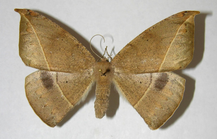 Figura 1. Adulto <i>Oxydia peosinata</i></i> (Geometridae), posición dorsal. 97-SRNP-1311-DHJ357542.