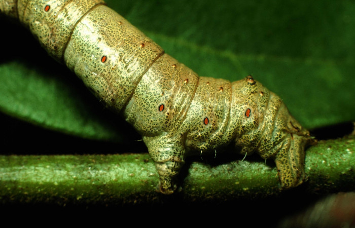 Figura 10. Larva <i>Oxydia peosinata</i></i> (Geometridae), posición cola, en la hoja de la planta <i>Annona rensoniana</i></i> (Annonaceae). 97-SRNP-1311-DHJ41298.jpg.