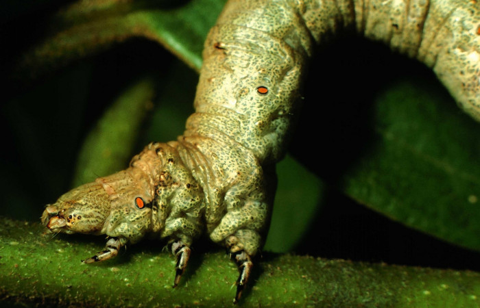 Figura11. Larva <i>Oxydia peosinata</i></i> (Geometridae), posición cabeza, en la hoja de la planta [i[]Annona rensoniana</i> (Annonaceae). 97-SRNP-1311-DHJ41299.jpg.