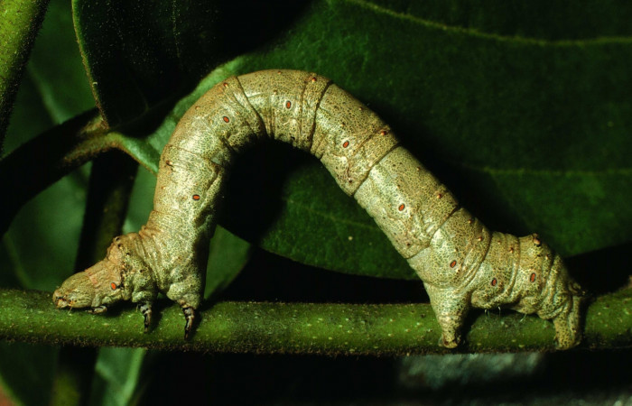 Figura12. Larva <i>Oxydia peosinata</i></i> (Geometridae), posición lateral entyero, en la hoja de la planta <i>Annona rensoniana</i></i> (Annonaceae). 97-SRNP-1311-DHJ41299.jpg.
