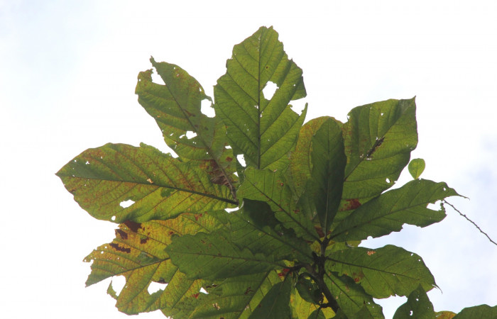 Figura 16. Planta hospedera de <i>Oxydia peosinata</i></i> (Geometridae), planta <i>Coccoloba tuerckheimii</i></i>  (Polygonaceae), posición hojas. 