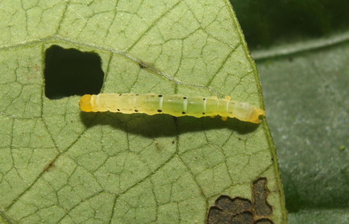 Fig. 12 Larva <i>Plusiodonta nitissima</i></i> (Erebidae), mide 45mm. Sendero Manguera, Sector Pitilla, 470m. 18-SRNP-71241-DHJ742531.jpg
