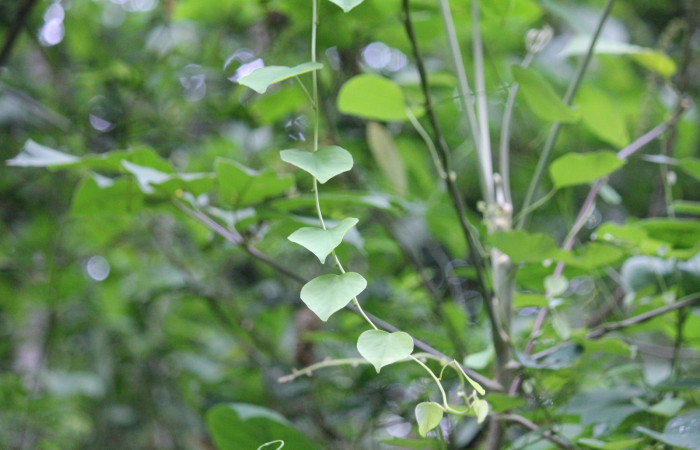 Fig.13 Planta <i>Cissampelos pareira</i></i> (Menispermaceae) hospedera de larva <i>Plusiodonta effulgens</i></i> (Erebidae), Puente Mena, Del Oro, 280m. 