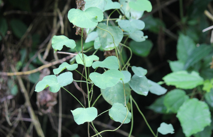 Fig.14 Planta <i>Cissampelos pareira</i></i> (Menispermaceae) hospedera de larva <i>Plusiodonta effulgens</i></i> (Erebidae), Puente Mena, Del Oro, 280m. 