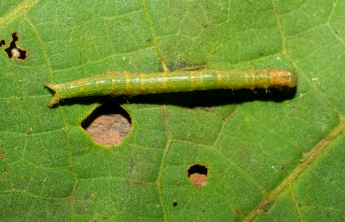 Fig. 3 Larva <i>Plusiodonta effulgens</i></i> (Erebidae), vista dorsal mide 20mm. Amonías, Sector Pitilla, 390m. 07-SRNP-33257-DHJ430217.jpg
