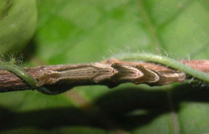 Fig. 5 Larva <i>Plusiodonta effulgens</i></i> (Erebidae), mide 35mm. Pasmompa, Sector Pitilla, 440m. 04-SRNP-56442-DHJ400243.jpg