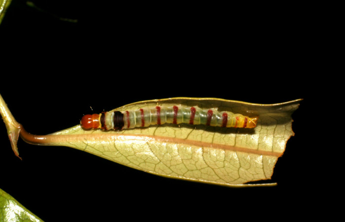 Figura 15. Larva <i>Dichomeris</i></i> designatellaDHJ01 (Gelechiidae), último estadío (U) vista dorsal, localidad Margarita, Sector Del Oro ACG (380m). Voucher: 05-SRNP-22113-DHJ403650.jpg.