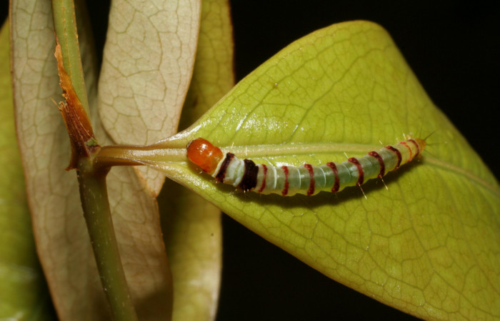 Figura 2. Larva <i>Dichomeris</i></i> designatellaDHJ02 (Gelechiidae), penúltimo estadío (PU) vista dorsal, localidad Loaciga, Sector Pitilla ACG (445m). Voucher: 05-SRNP-34677-DHJ424465.jpg.
