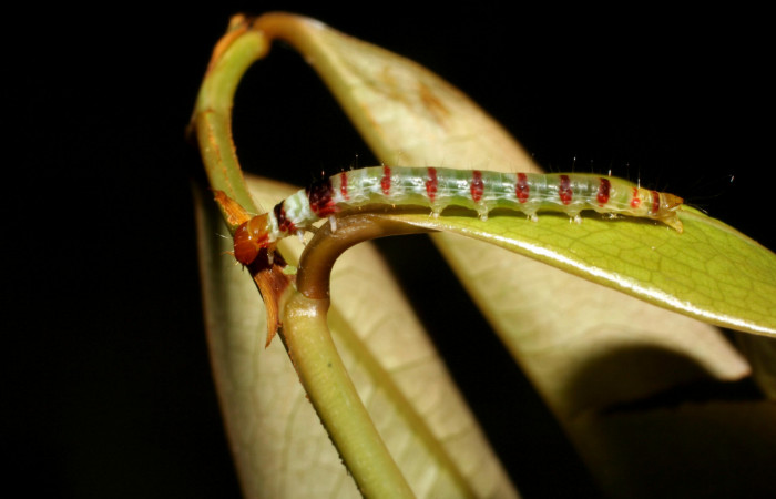 Figura 3. Larva <i>Dichomeris</i></i> designatellaDHJ02 (Gelechiidae), penúltimo estadío (PU) vista lateral, localidad Loaciga, Sector Pitilla ACG (445m). Voucher: 05-SRNP-34677-DHJ424467.jpg.