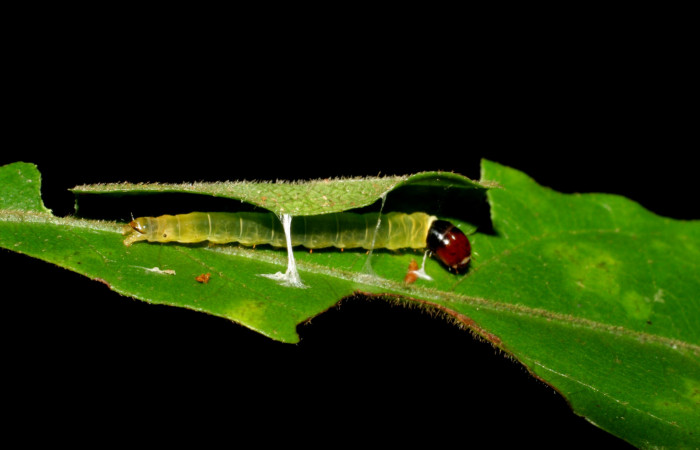 Figura 16. Larva <i>Dichomeris</i></i> Janzen356 (Gelechiidae), último estadío (U) vista lateral, localidad Potrero Argentina, Sector San Cristóbal ACG (520m). Voucher: 07-SRNP-3404-DHJ426203.jpg.