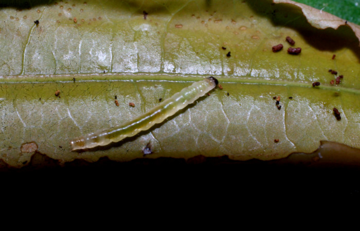 Figura 17. Larva <i>Dichomeris</i></i> designatellaDHJ03 (Gelechiidae), penúltimo estadío (PU) vista dorsal, localidad Loaiciga, Sector Pitilla ACG (445m). Voucher: 09-SRNP-32667-DHJ464346.jpg.