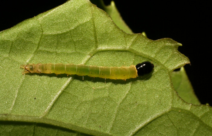 Figura 18. Larva <i>Dichomeris</i></i> Janzen703 (Gelechiidae), último estadío (U) vista dorsal, localidad Conguera, Sector Rincón Rain Forest ACG (420m). Voucher: 09-SRNP-41503-DHJ459603.jpg.