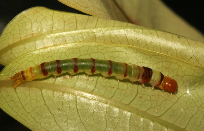 Figura 4. Larva <i>Dichomeris</i></i> designatellaDHJ02 (Gelechiidae), último estadío (U) vista dorsal, localidad Tajo Angeles, Sector San Cristóbal ACG (540m). Voucher: 09-SRNP-768-DHJ450354.jpg.