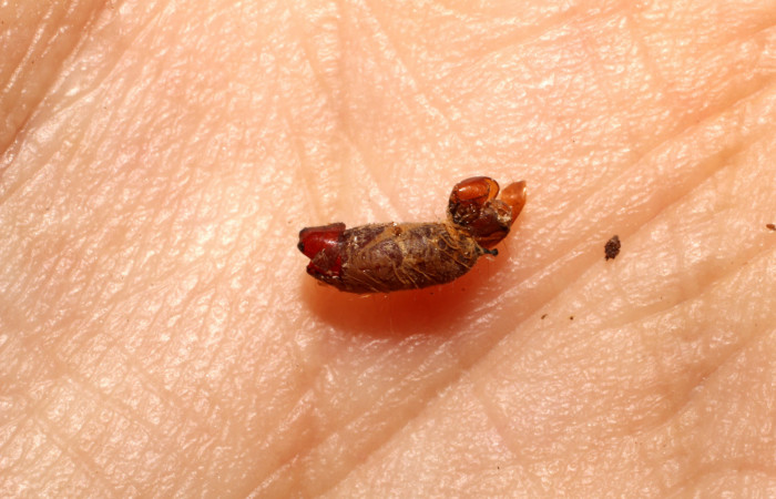 Figura 9. Restos de pupario de parásito <i>Phytomyptera</i></i> Janzen15 (Tachinidae) que ataca <i>Dichomeris</i></i> designatellaDHJ02 (Gelechiidae), localidad Tajo Angeles, Sector San Cristóbal ACG (540m). Voucher: 10-SRNP-2969-DHJ496105.jpg.