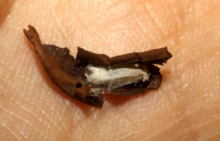 Figura 10. Capullo de parásito <i>Hypomicrogaster</i></i> Janzen14 (Braconidae) que ataca <i>Dichomeris</i></i> designatellaDHJ02 (Gelechiidae), localidad Tajo Angeles, Sector San Cristóbal ACG (540m). Voucher: 10-SRNP-5516-DHJ480322.jpg.