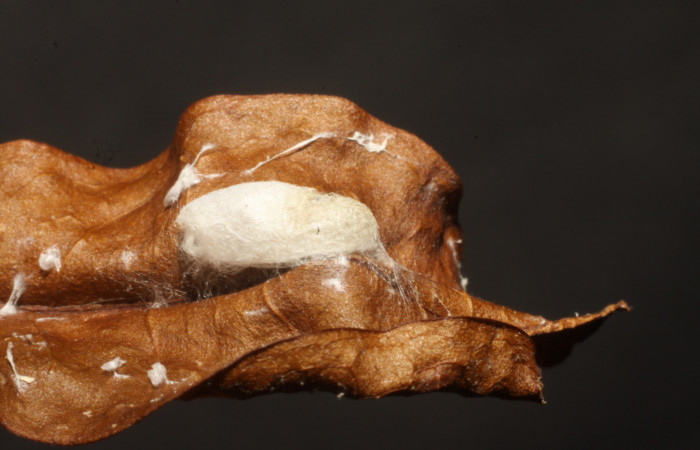 Figura 11. Capullo de parásito <i>Lytopylus miguelviquezi</i></i> (Braconidae) que ataca <i>Dichomeris</i></i> designatellaDHJ02 (Gelechiidae), localidad Tajo Angeles, Sector San Cristóbal ACG (540m). Voucher: 10-SRNP-5639-DHJ480338.jpg.