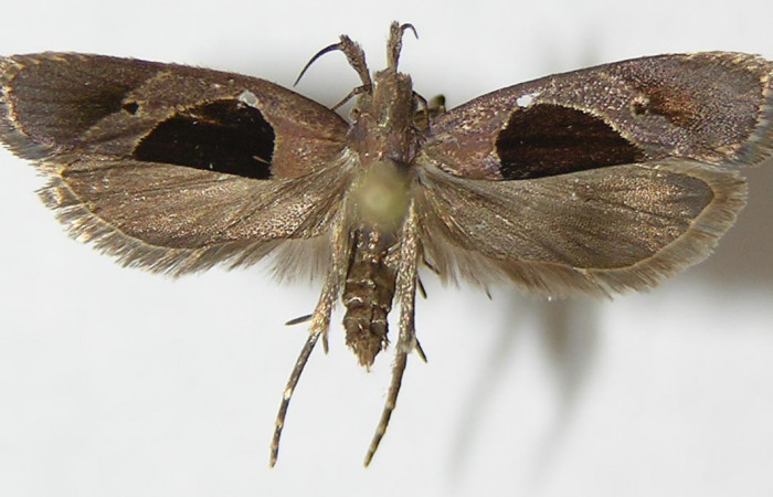 Figura 5. Adulto de <i>Dichomeris</i></i> designatellaDHJ02 (Gelechiidae), vista dorsal, localidad Tajo Angeles, Sector San Cristóbal ACG (540m). Voucher: 10-SRNP-985-DHJ531438.jpg.