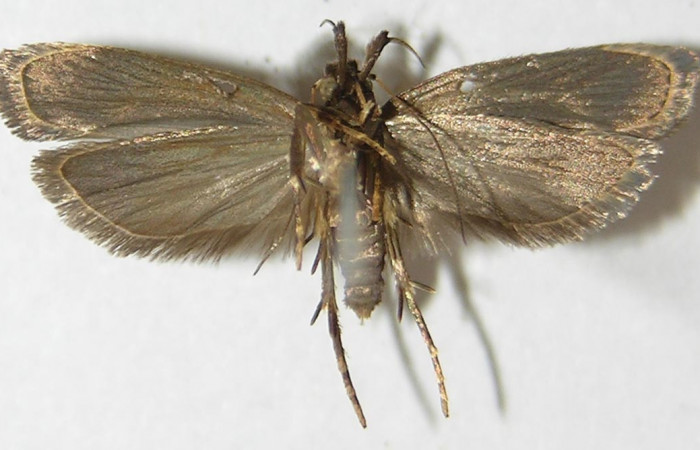 Figura 6. Adulto de <i>Dichomeris</i></i> designatellaDHJ02 (Gelechiidae), vista ventral, localidad Tajo Angeles, Sector San Cristóbal ACG (540m). Voucher: 10-SRNP-985-DHJ531439.jpg.