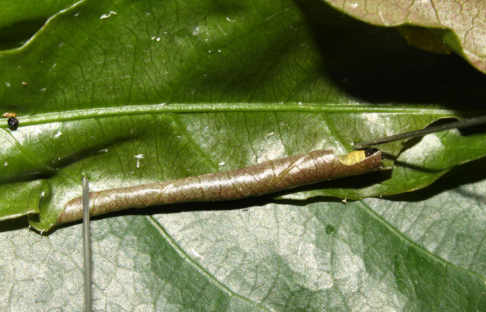 Figura 13. Habitat de <i>Dichomeris</i></i> Janzen179 (Gelechiidae), último estadío (U) vista dorsal, localidad Ingas, Sector Pitilla ACG (580m). Voucher: 13-SRNP-30197-DHJ700493.jpg.