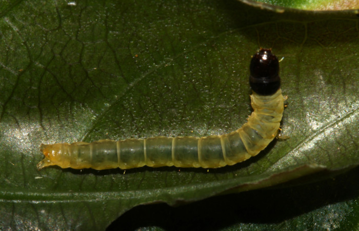 Figura 19. Larva <i>Dichomeris</i></i> Janzen179 (Gelechiidae), último estadío (U) vista dorsal, localidad Ingas, Sector Pitilla ACG (580m). Voucher: 13-SRNP-30197-DHJ700497.jpg.
