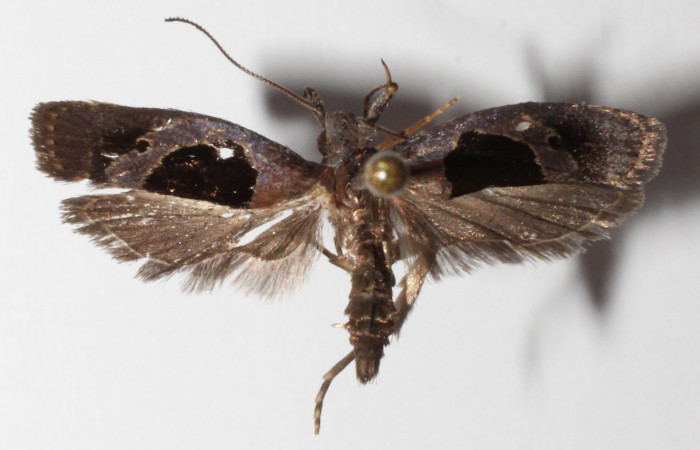 Figura 7. Adulto de <i>Dichomeris</i></i> designatellaDHJ02 (Gelechiidae), vista dorsal, localidad Tajo Angeles, Sector San Cristóbal ACG (540m). Voucher: 14-SRNP-2753-DHJ903290.jpg.