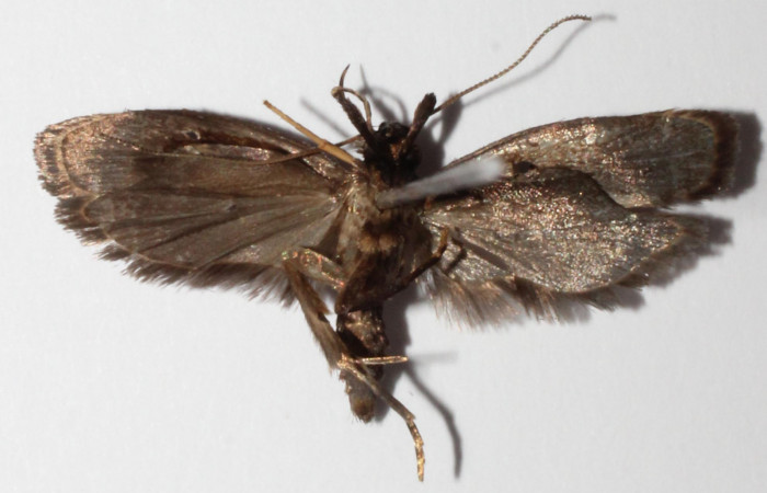 Figura 8. Adulto de <i>Dichomeris</i></i> designatellaDHJ02 (Gelechiidae), vista ventral, localidad Tajo Angeles, Sector San Cristóbal ACG (540m). Voucher: 14-SRNP-2753-DHJ903291.jpg.