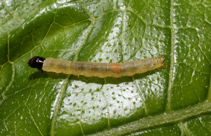 Figura 20. Larva <i>Dichomeris</i></i> Janzen08 (Gelechiidae), último estadío (U) vista dorsal, localidad San Lucas, Sector Rincón Rain Forest ACG (320m). Voucher: 14-SRNP-44259-DHJ803306.jpg.