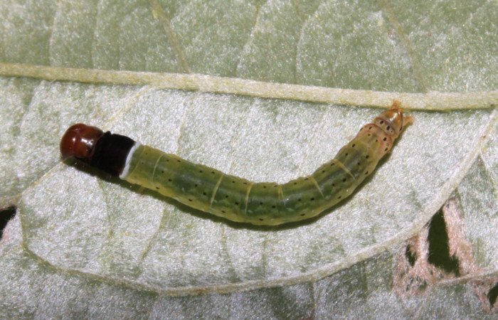 Figura 21. Larva <i>Dichomeris</i></i> Janzen270 (Gelechiidae), último estadío (U) vista dorsal, localidad Pasmompa, Sector Pitilla ACG (440m). Voucher: 15-SRNP-30378-DHJ721696.jpg.
