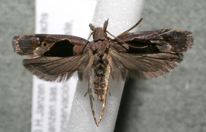 Figura 1. Adulto de <i>Dichomeris</i></i> designatellaDHJ02 (Gelechiidae), vista dorsal, localidad Ingas, Sector Pitilla ACG (580m). Voucher: 17-SRNP-30990-DHJ951600.jpg.