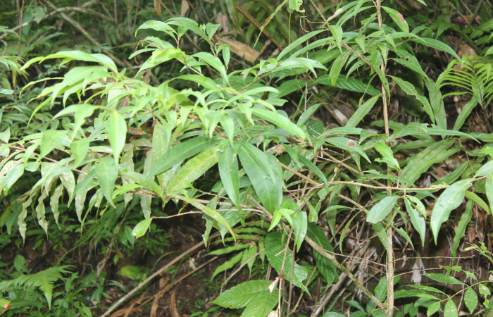 Figura 22. Planta hospedera de <i>Dichomeris</i></i> designatellaDHJ02 (Gelechiidae), esta planta se llama <i>Erythroxylum macrophyllum</i></i> (Erythroxylaceae), localidad Pasmompa Sector Pitilla ACG (440m), foto: Ricardo Calero 01 Setiembre 2018.