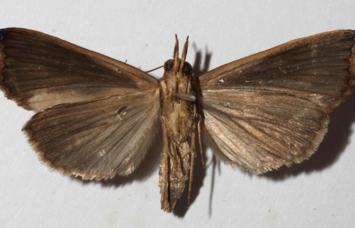 Fig. 10 Adulto <i>Plusiodonta nitissima</i></i> (Erebidae), vista ventral mide 37mm. Sendero Cuestona, Sector Pitilla, 640m. 18-SRNP-30199-DHJ937541.
