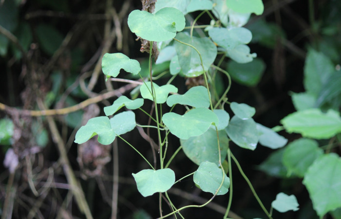 Fig.15 Planta <i>Cissampelos pareira</i></i> (Menispermaceae) hospedera de larva <i>Plusiodonta effulgens</i></i> (Erebidae), Puente Mena, Del Oro, 280m. 
